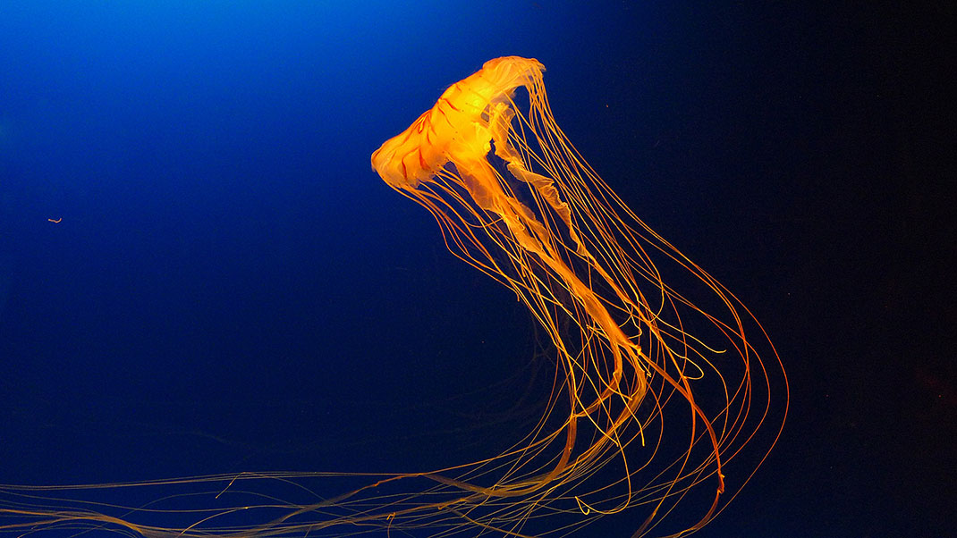 18-meduse-tentacules