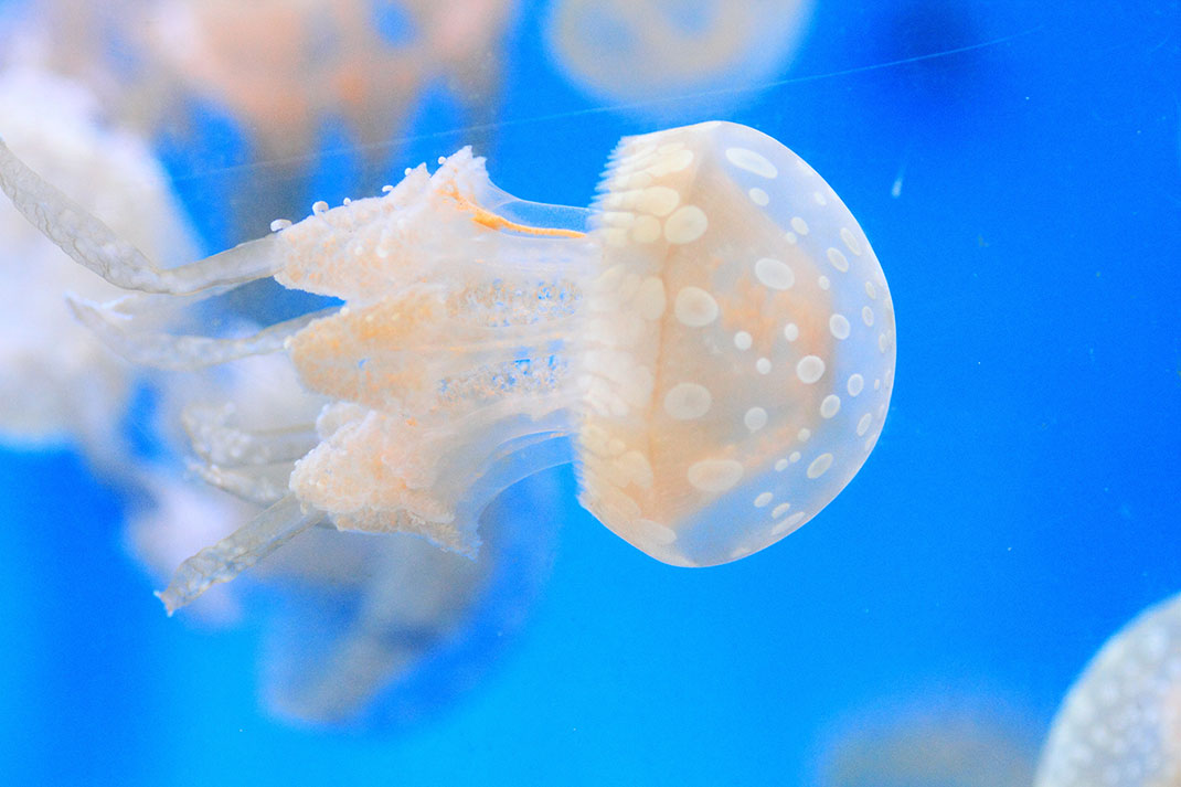 6-meduse-taches