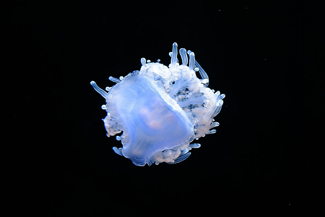 7-meduse-cephee