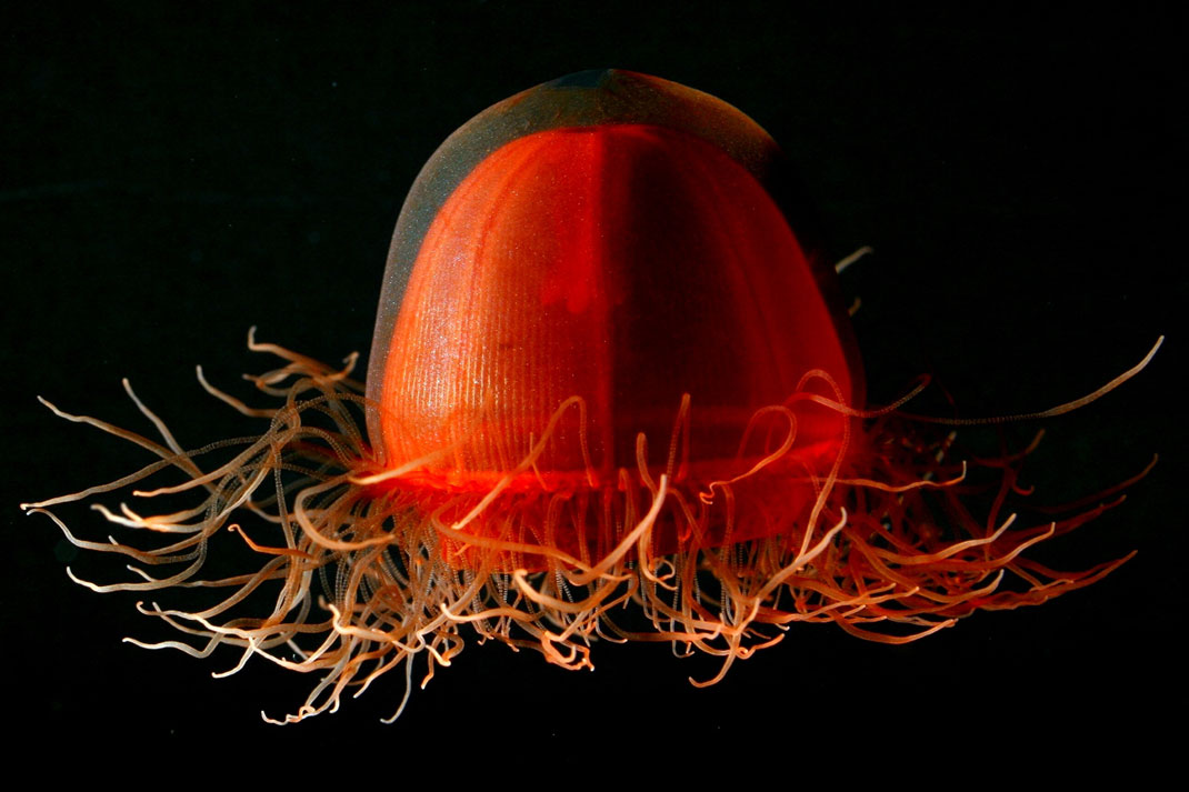 9-meduse-crossota