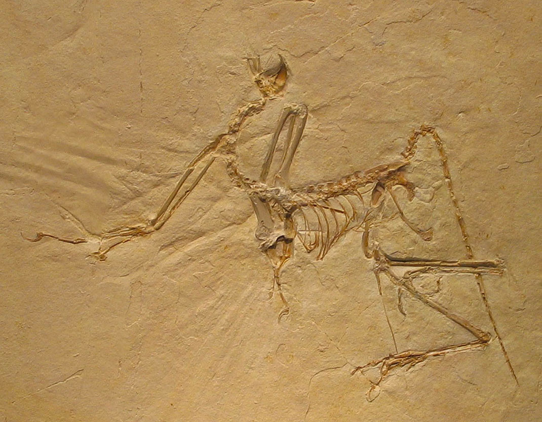 Archaeopteryx-fossilisé