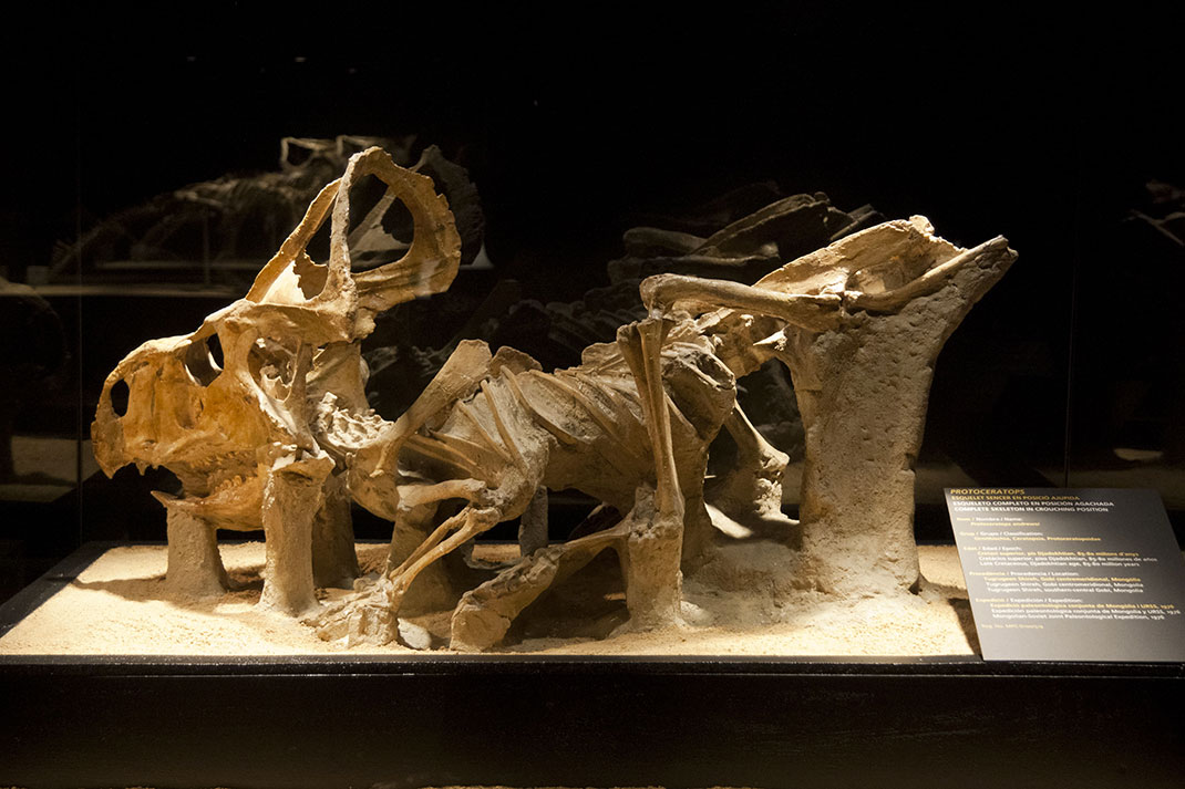 Fossile-protoceratops