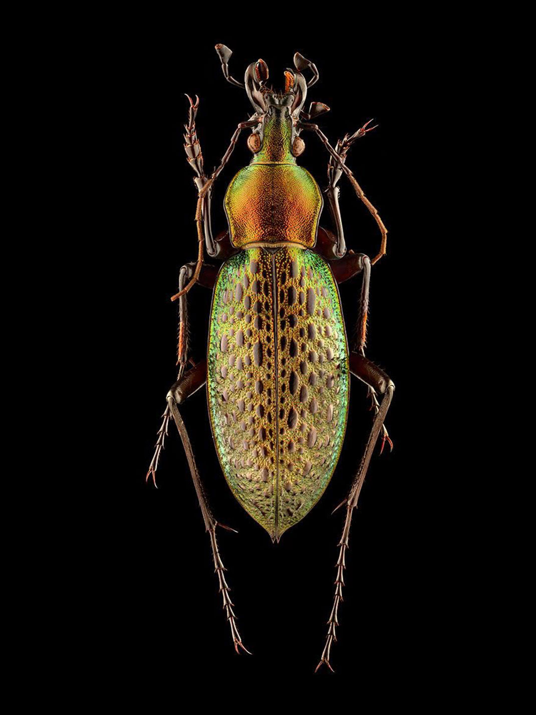 LevonBiss-Insectes-5