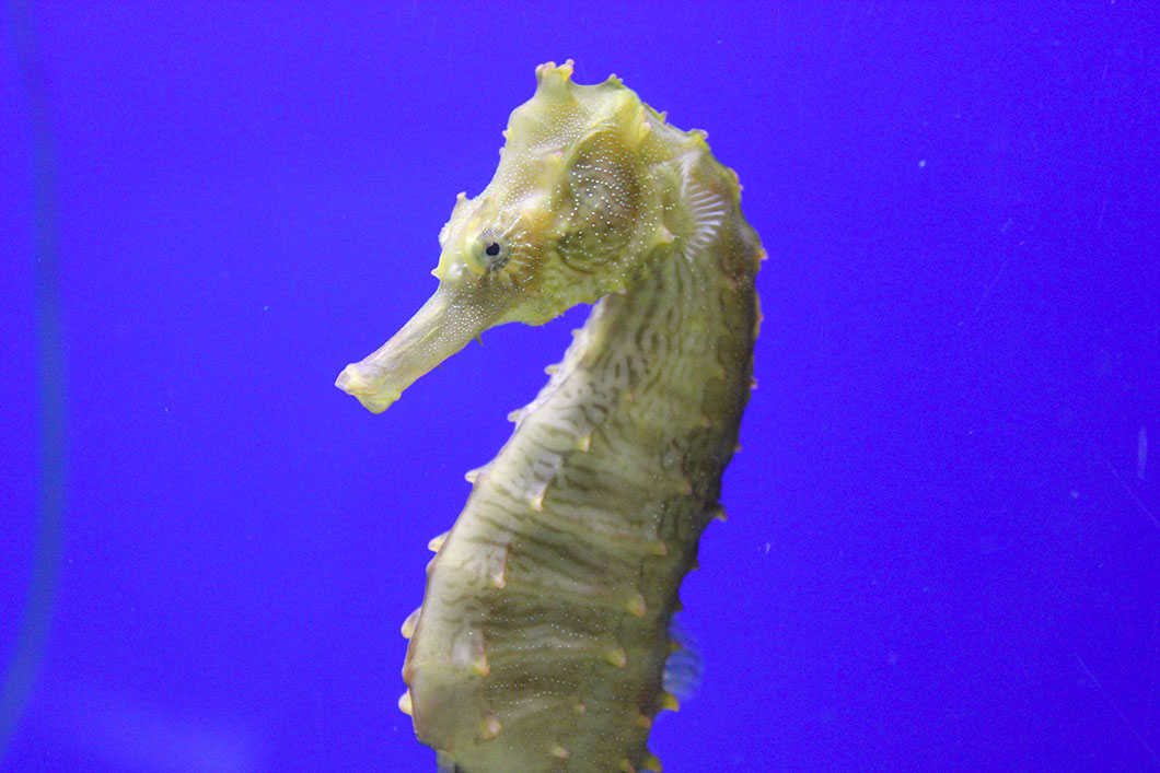 Un hippocampe du Pacifique via Shutterstock