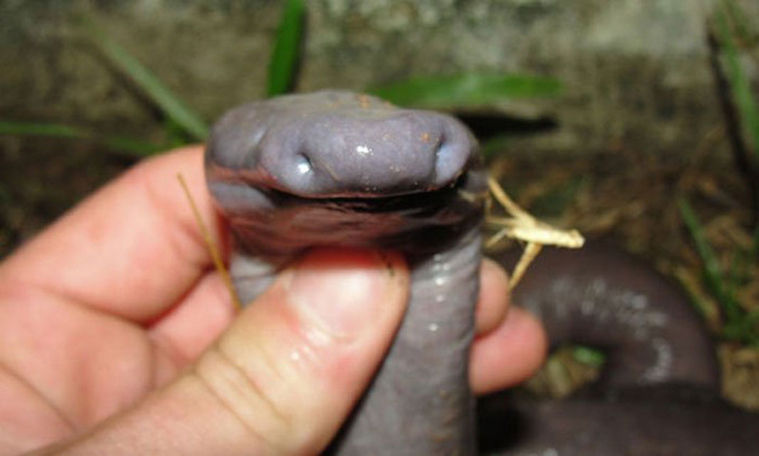 serpent-penis-amphibien-1