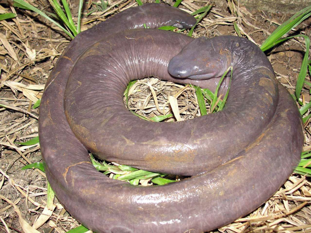 serpent-penis-amphibien-2