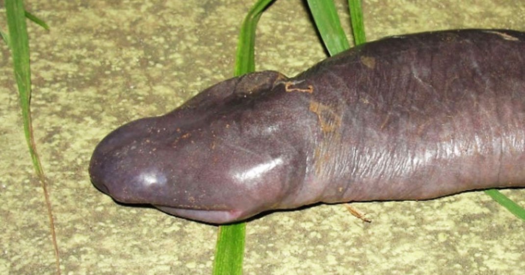 serpent-penis-amphibien-une