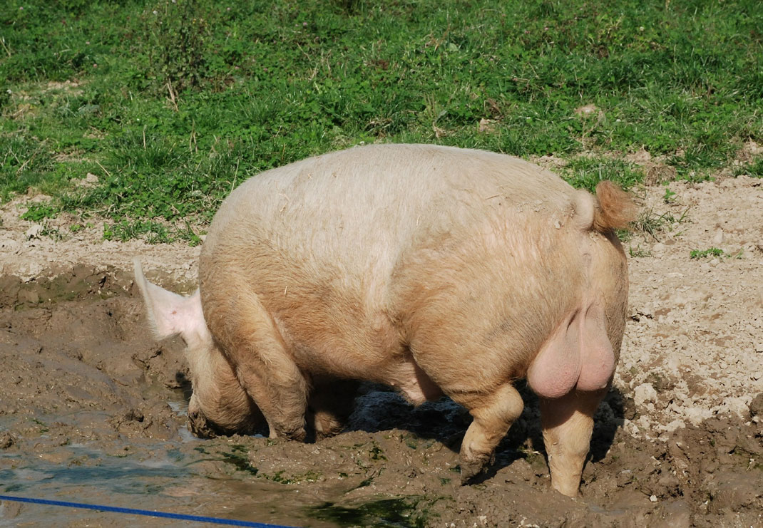 testicules-cochon
