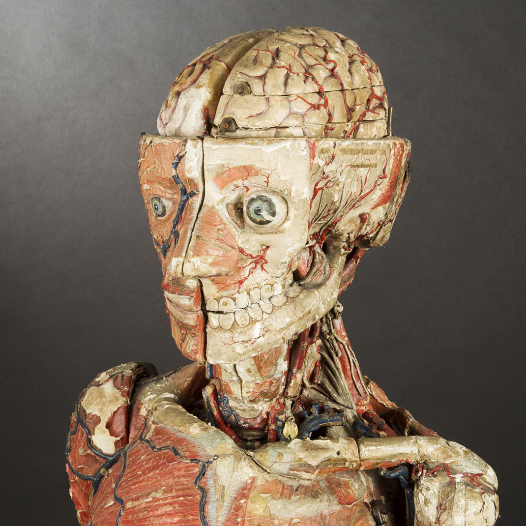 11-modele-anatomique-papier-mache