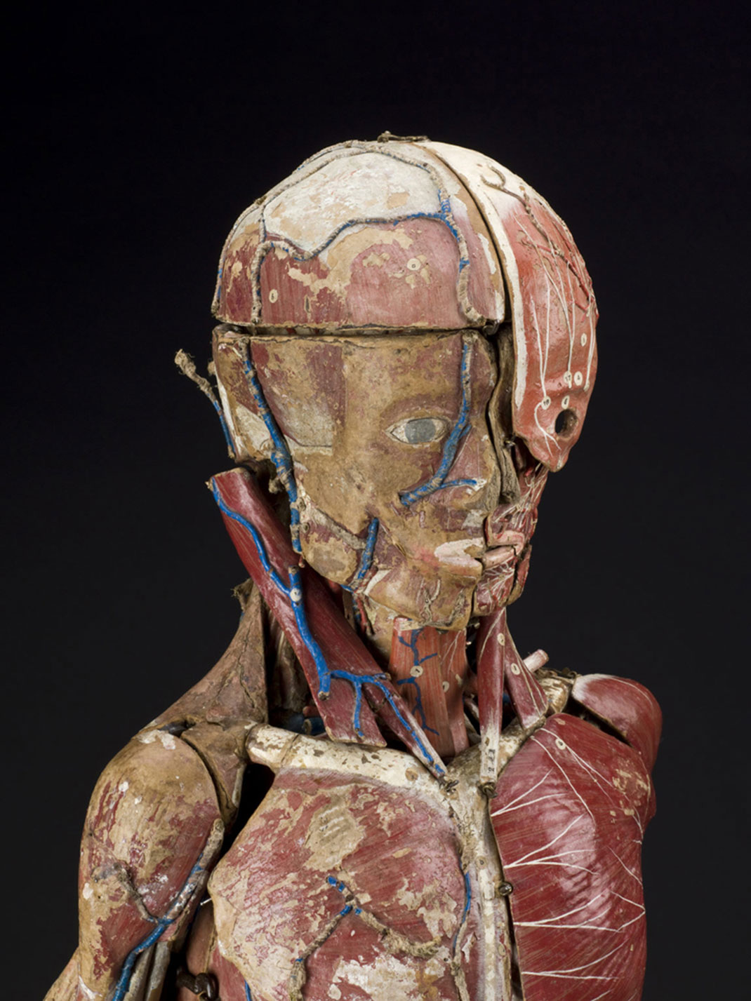 14-modele-anatomique-papier-mache
