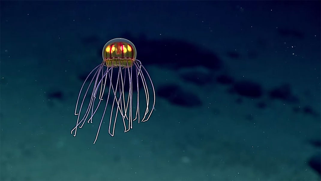 2-meduse-decouverte