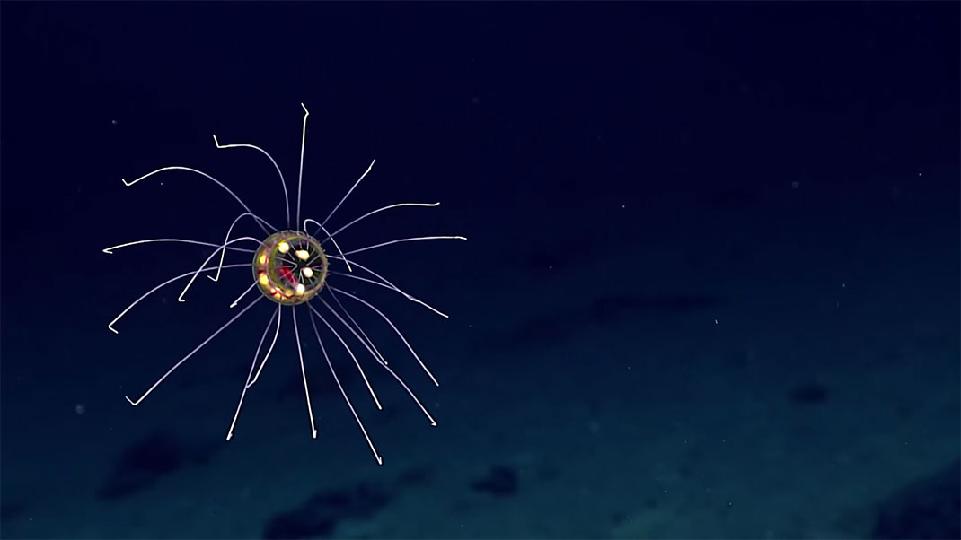 3-meduse-decouverte