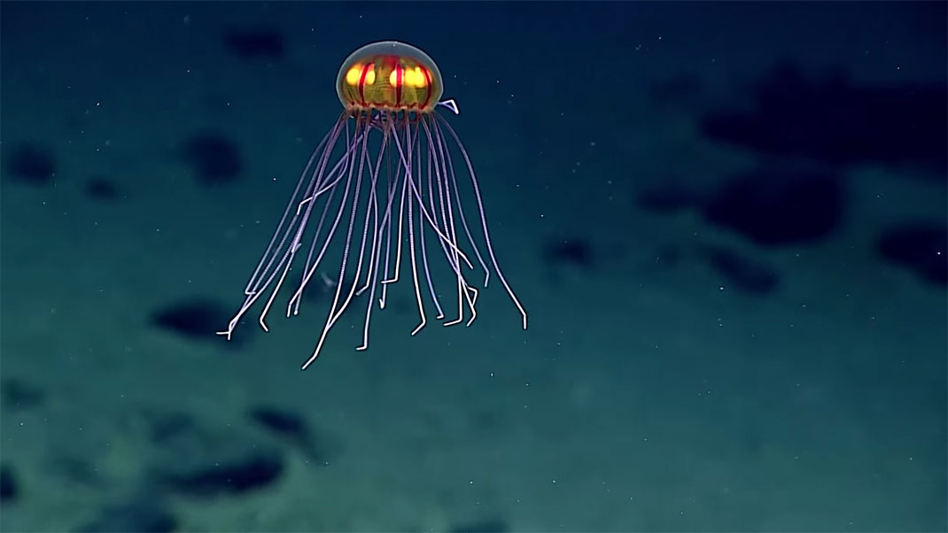 4-meduse-decouverte