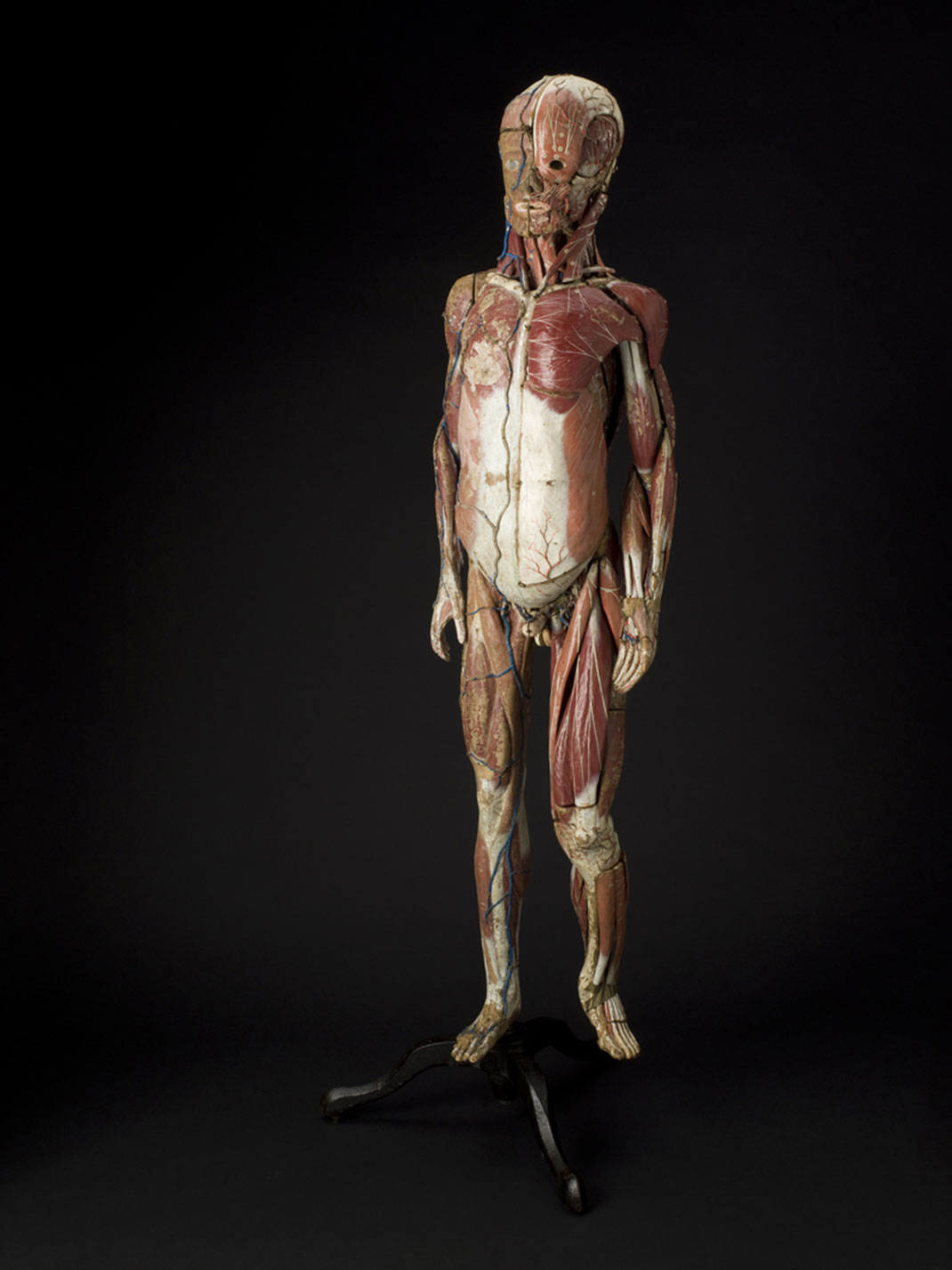 7-modele-anatomique-papier-mache