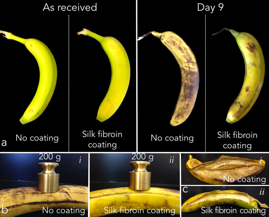 La décomposition et la résistance des bananes avec et sans dépôt du matériau en soit