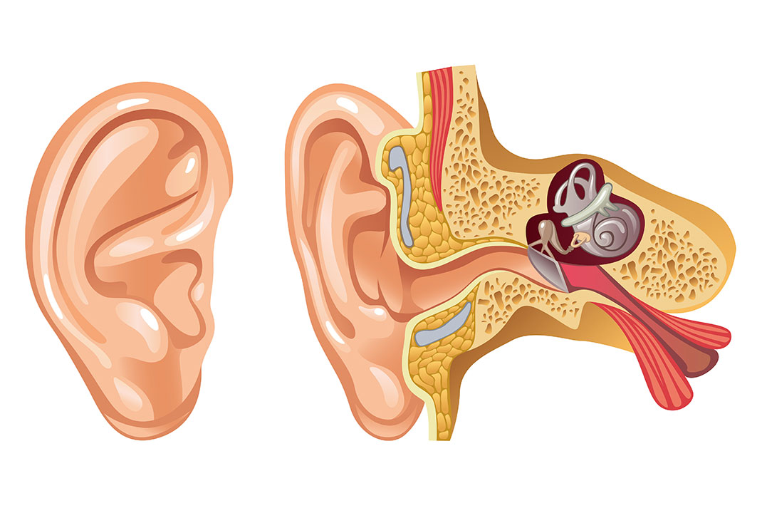 Le canal auditif humain via Shutterstock