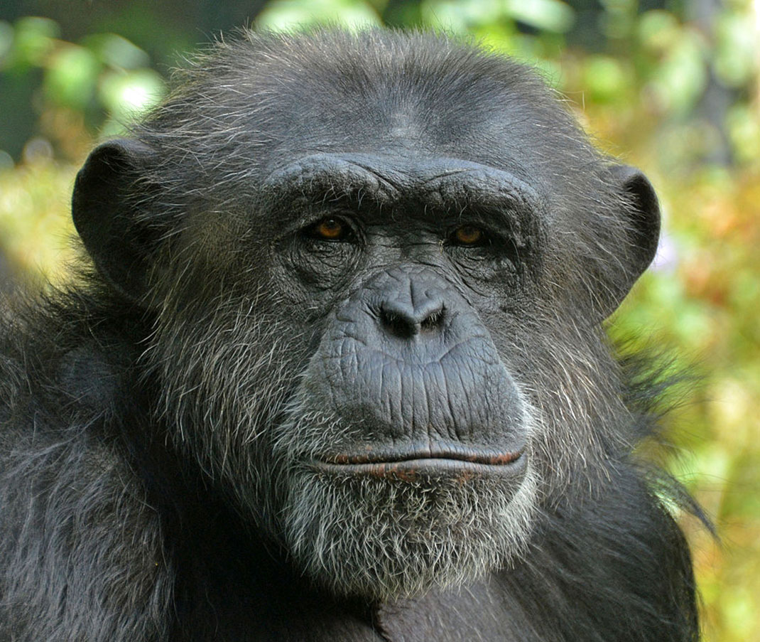 Chimpanzé_commun-singe-9