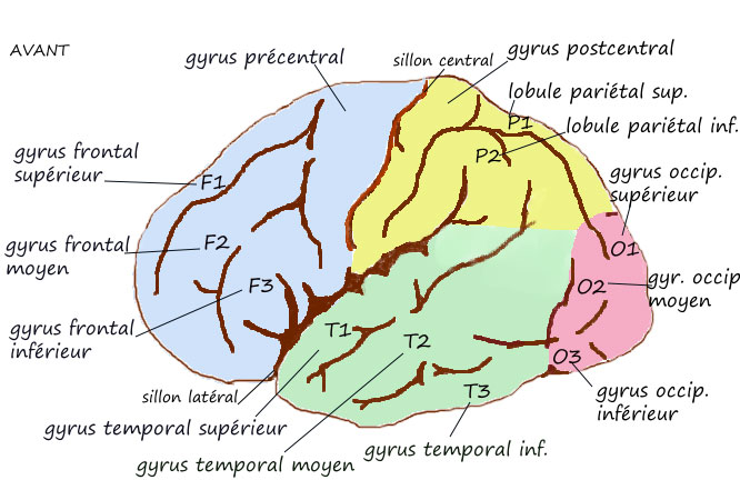Schéma d'un cerveau