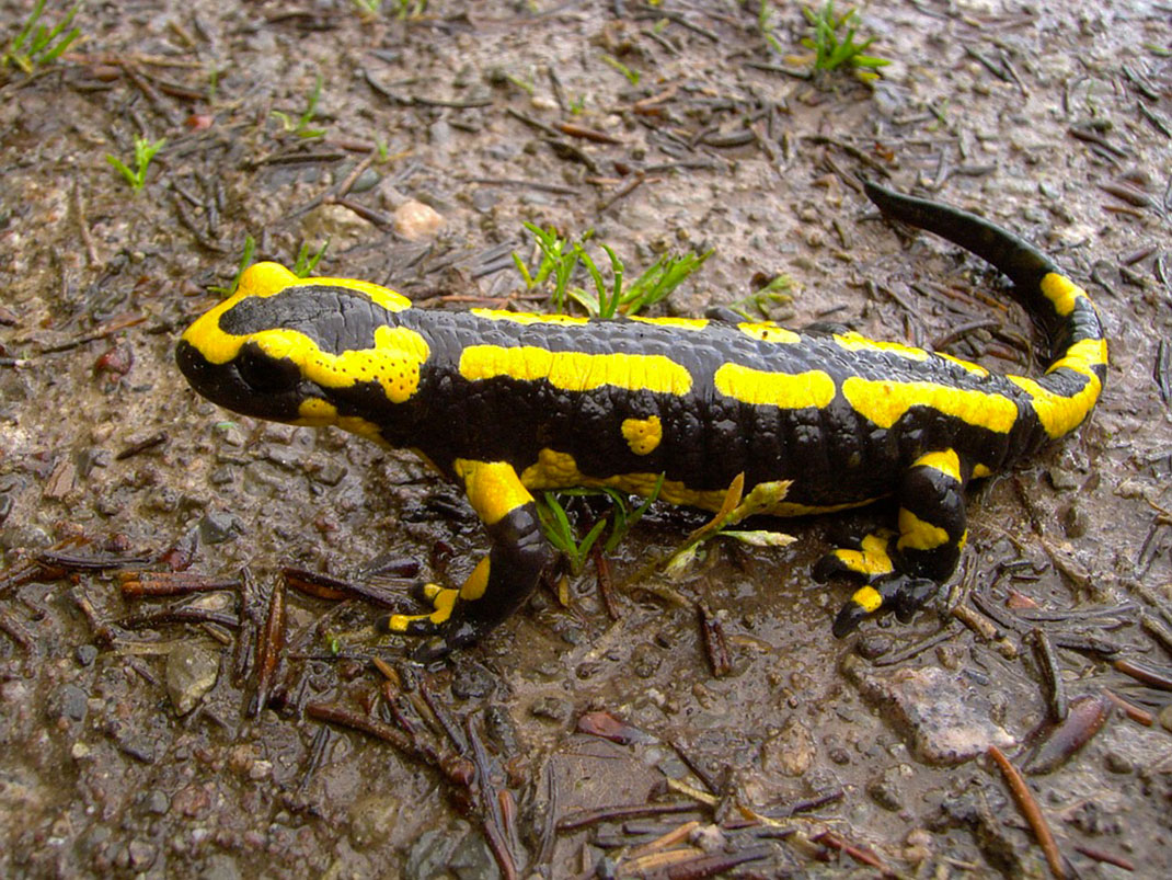 Une salamandre