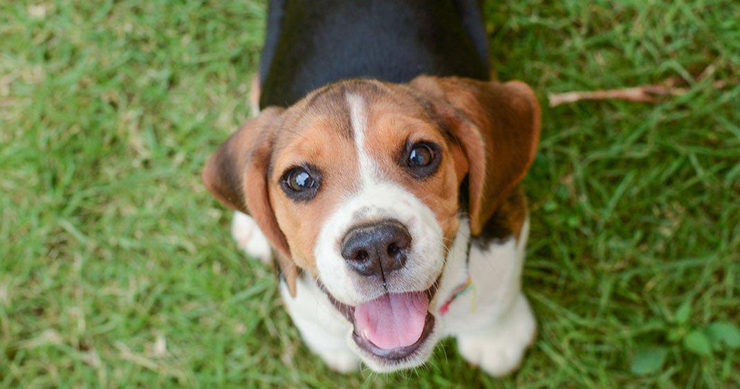 Un petit chien via Shutterstock