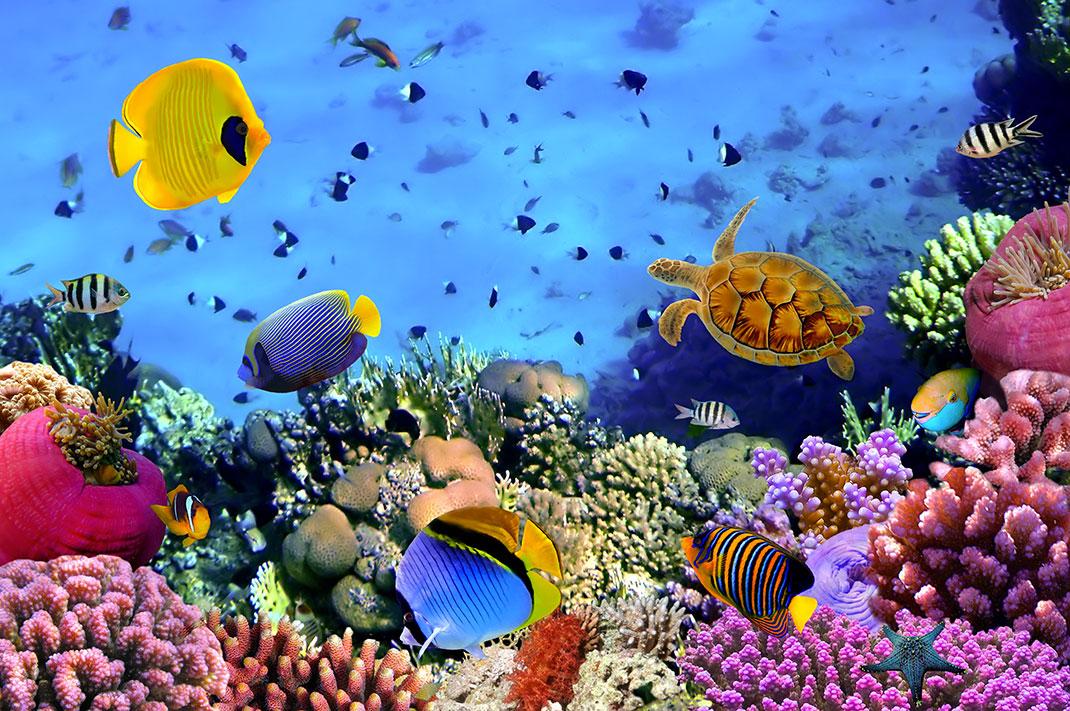 Des poissons dans l'océan via Shutterstock