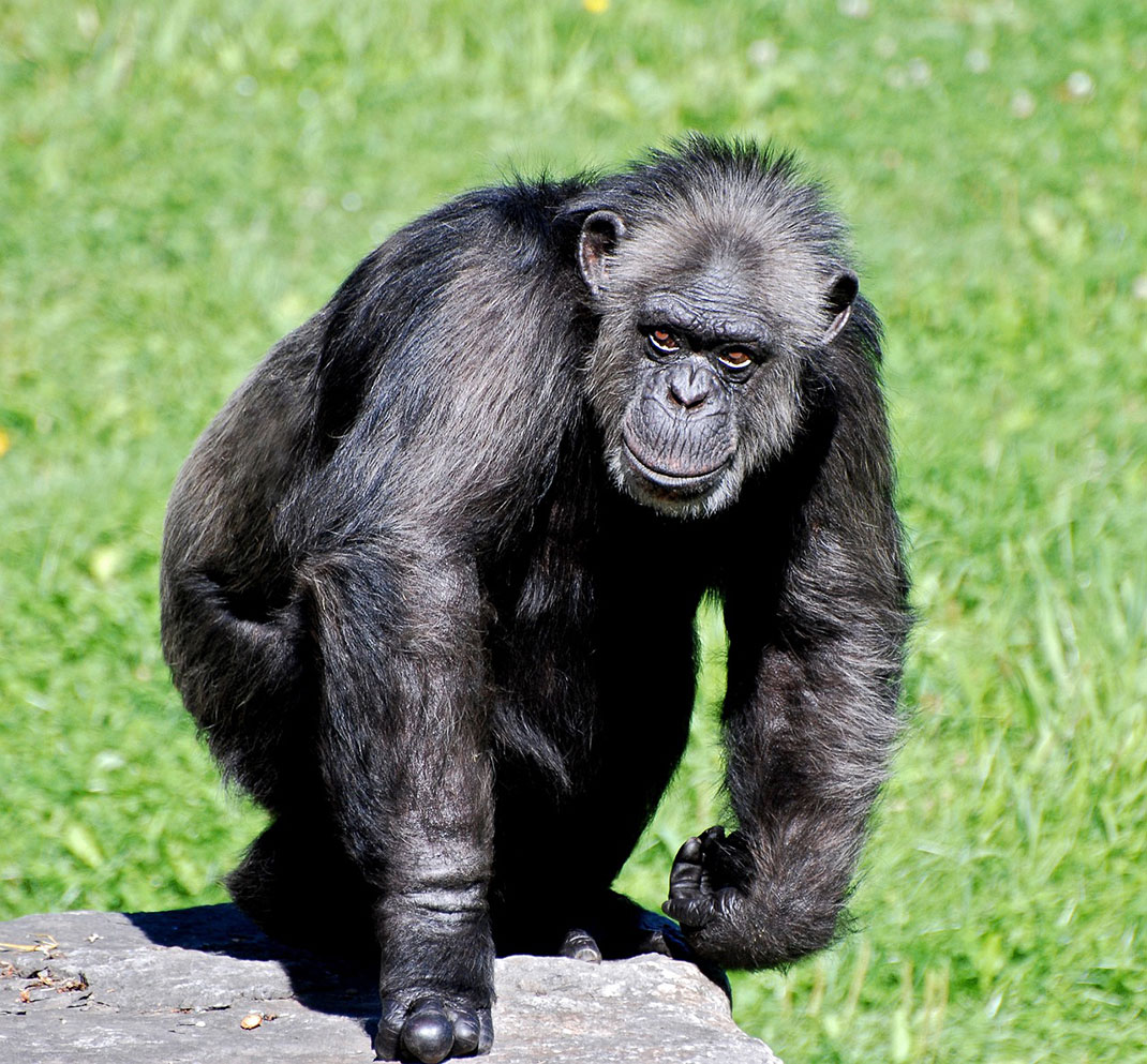 chimpanze-mechant-19