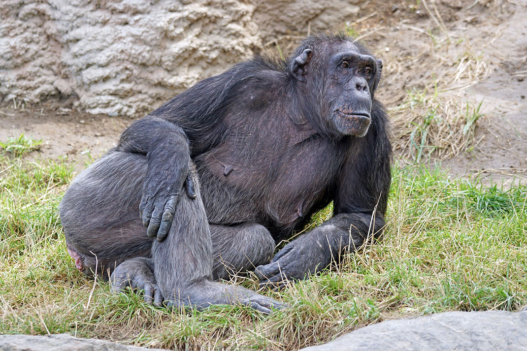 chimpanze-mechant-dangereux-27