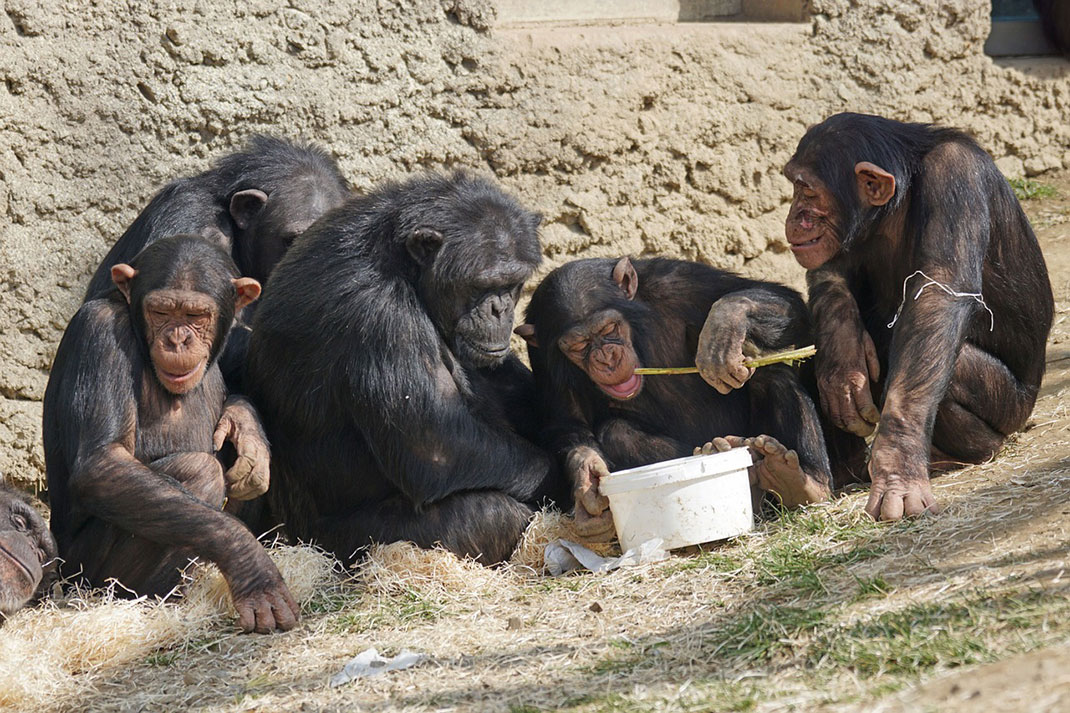 chimpanzes-primates-singes-repos-11