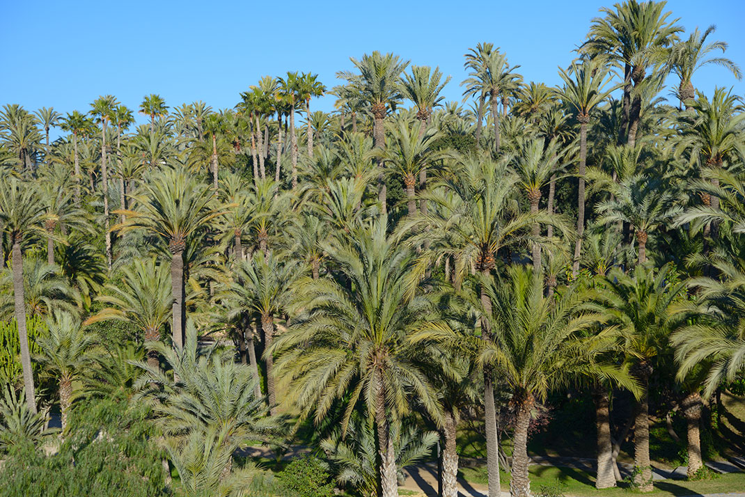 La palmeraie d'Elche via Shutterstock
