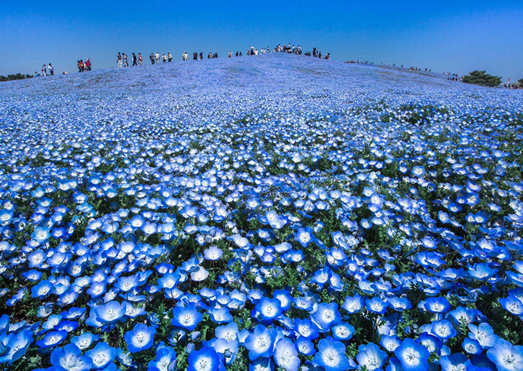 Le paradis bleu de Hidenobu Suzuki, Japon