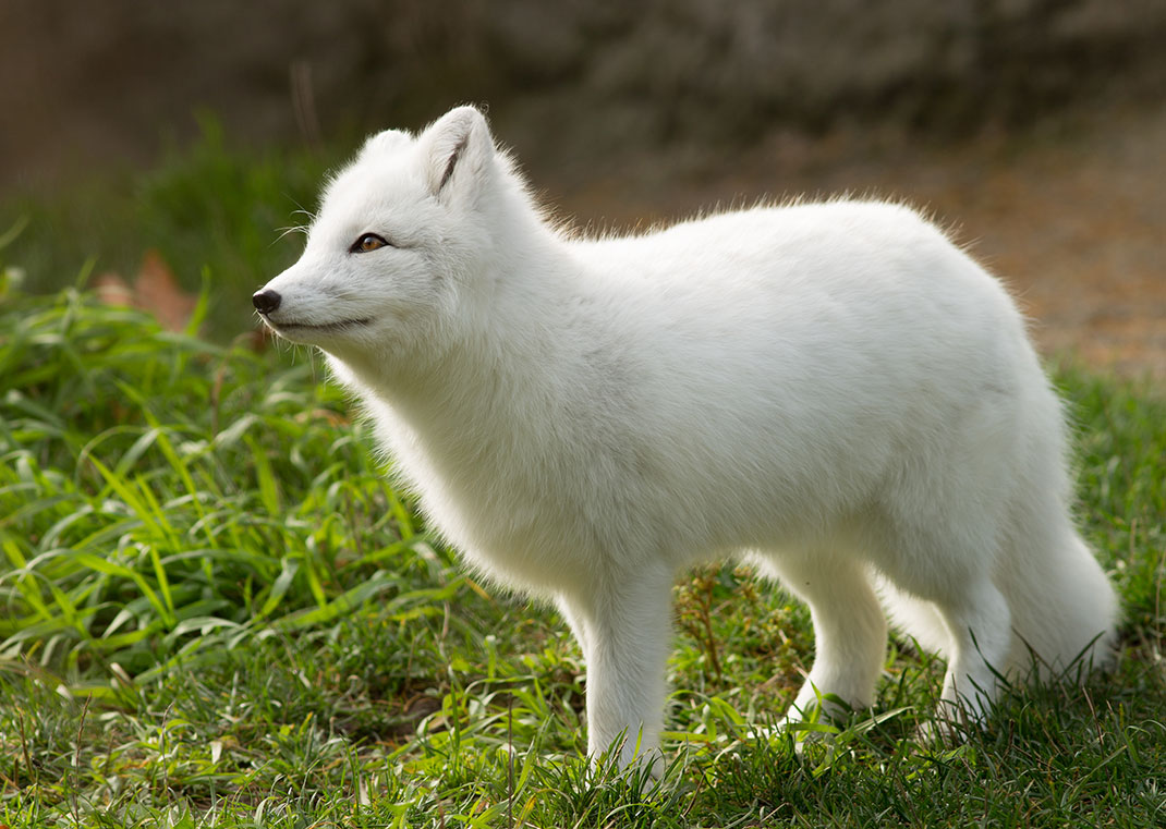 Un adorable renard polaire via Shutterstock