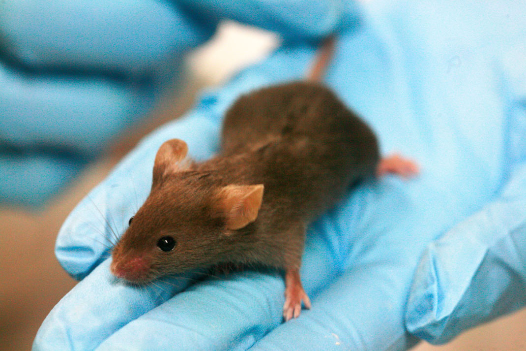 Une souris de laboratoire