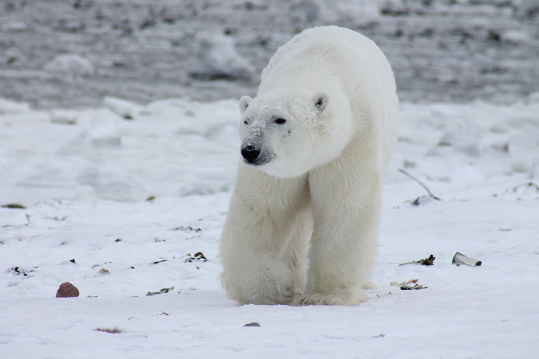 Un ours polaire