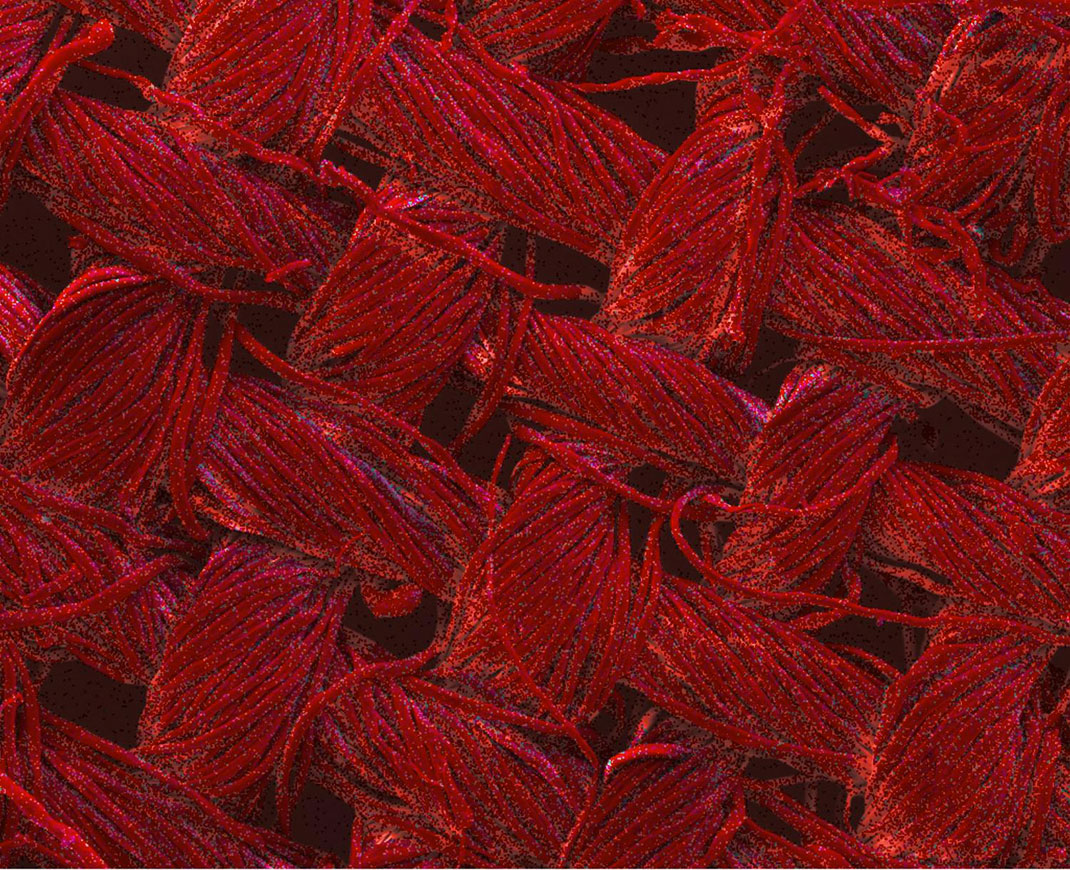 La couleur rouge des fibres de coton indique la présence de nanoparticules de coton. Image agrandie 200 fois