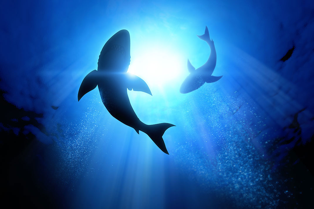 Des requins via Shutterstock