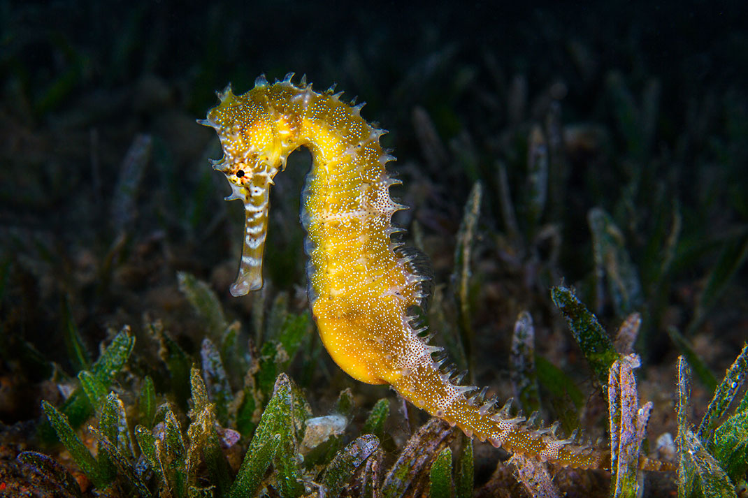 Un hippocampe via Shutterstock