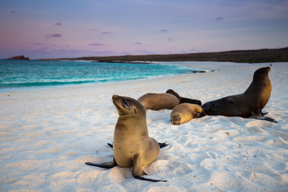 Des Lions de mer sur une plage des Galapagos via Shutterstock