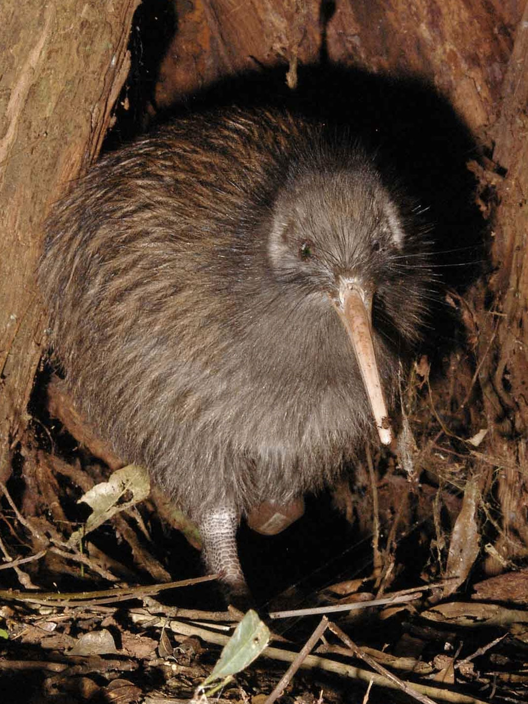 kiwi-austral