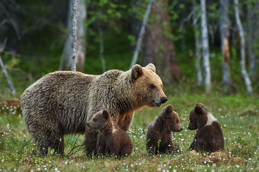 Une maman ourse avec ses petits via Shutterstock