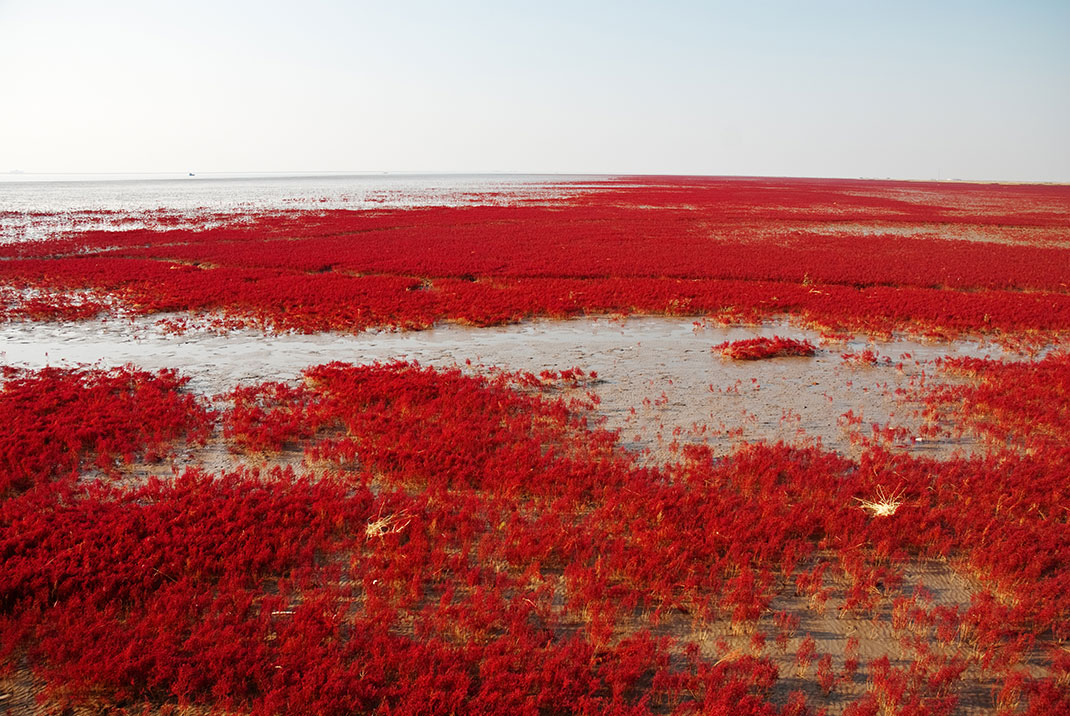 La Plage rouge de Chine via Shutterstock