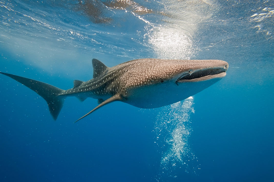 Requin baleine via Shutterstock