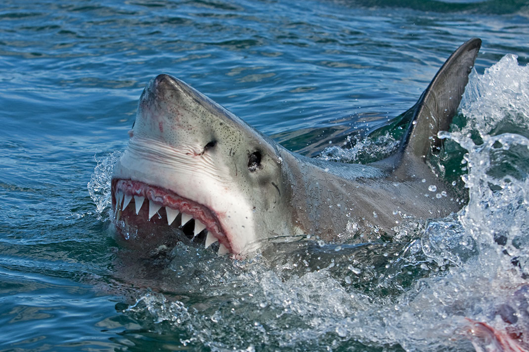 Un requin blanc via Shutterstock