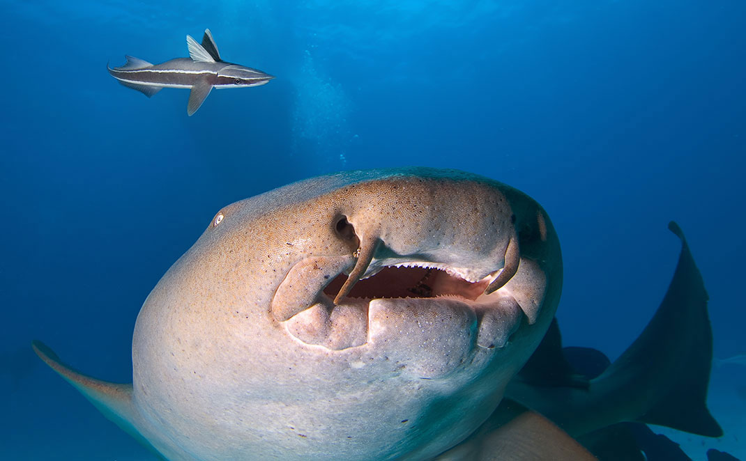Un requin nourrice via Shutterstock