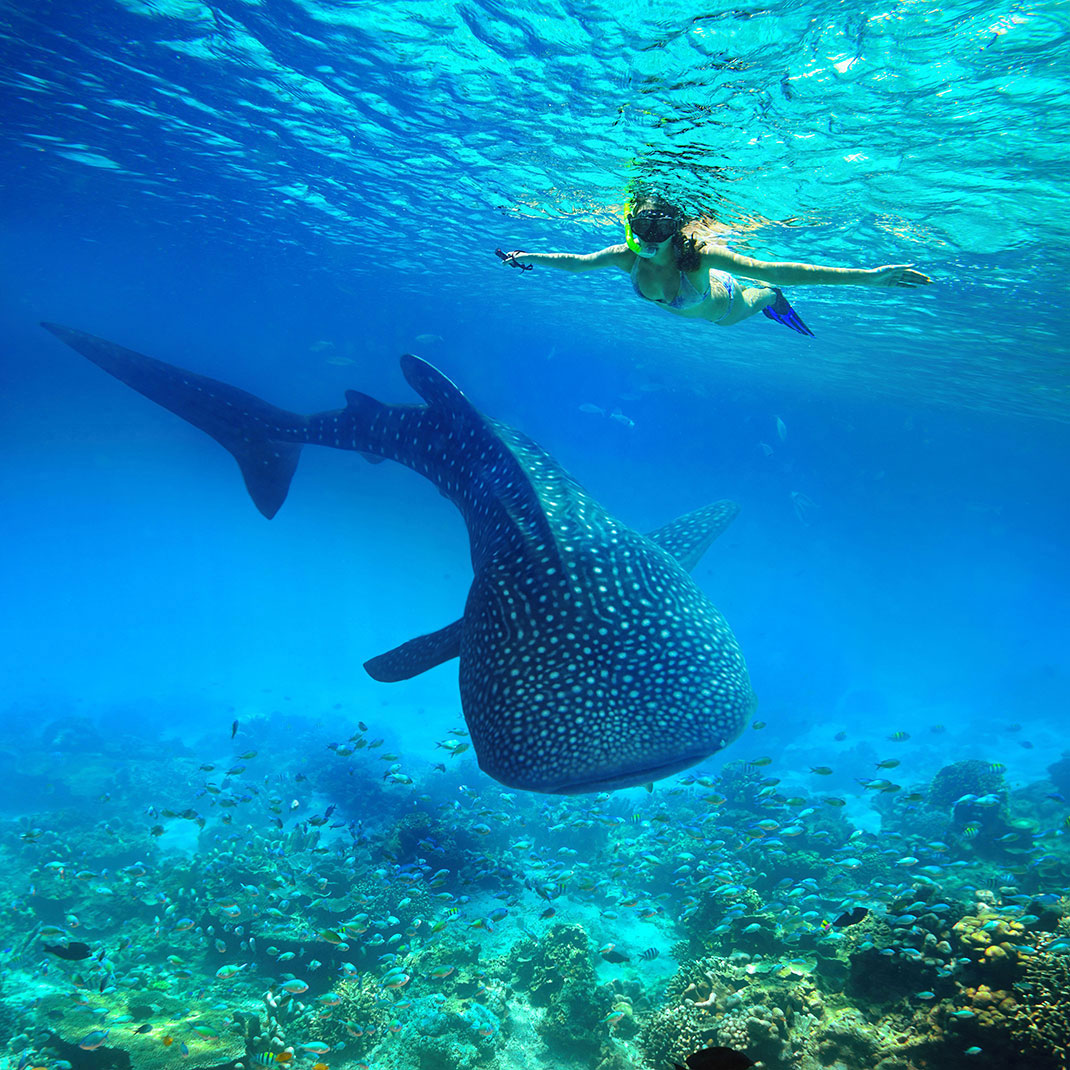 Un requin baleine via Shutterstock