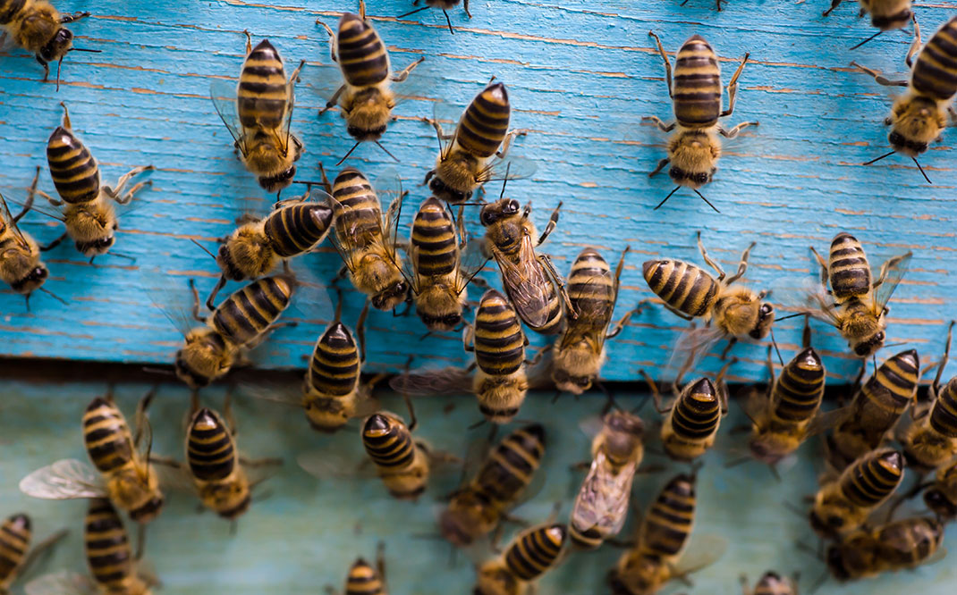 Un essaim d'abeilles via Shutterstock