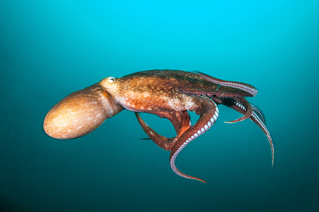 Une pieuvre rouge via Shutterstock
