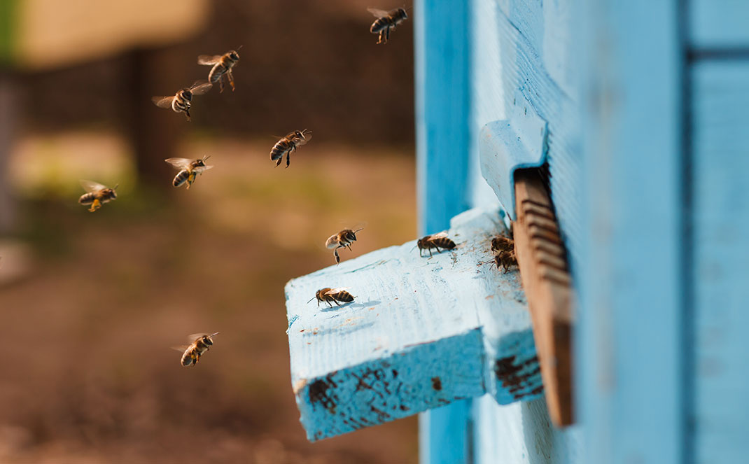 Une ruche via Shutterstock