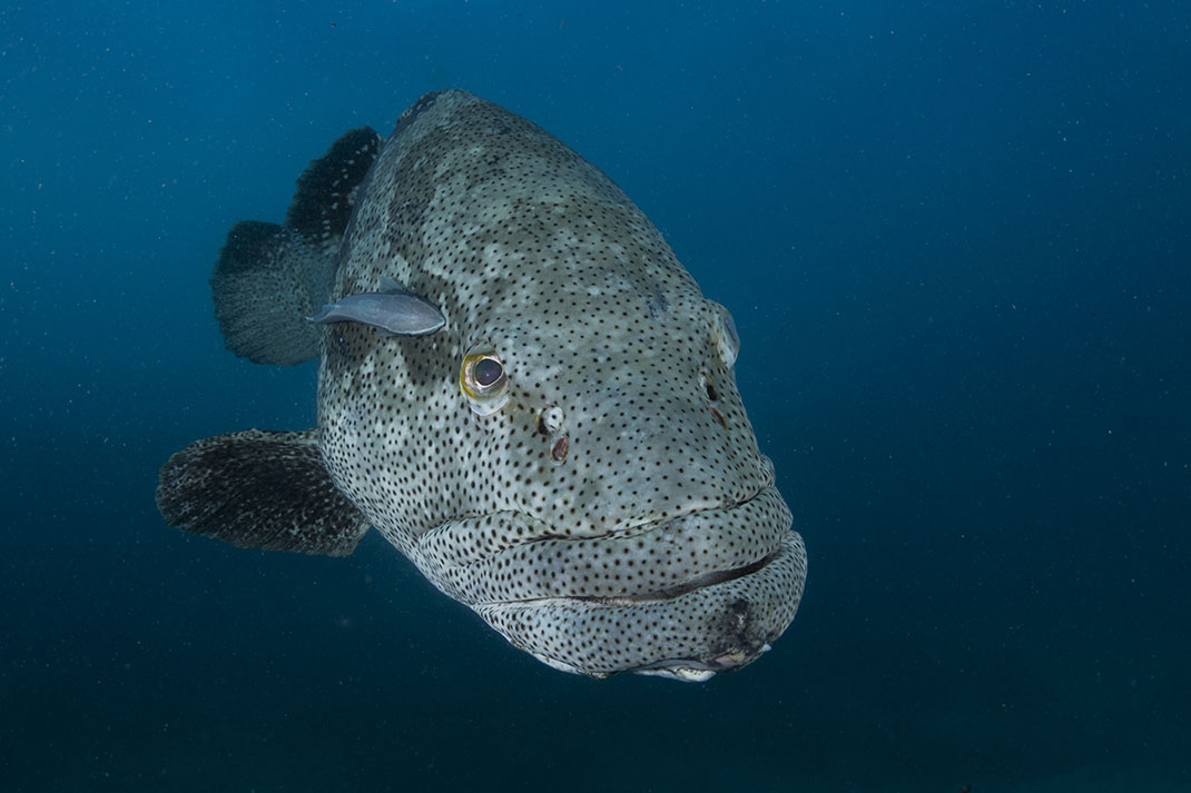 Une espèce sous marine via Shutterstock