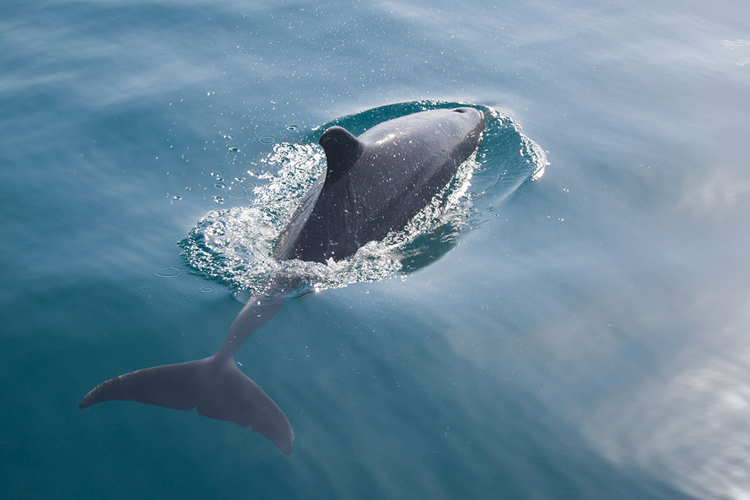 Un dauphin via Shutterstock