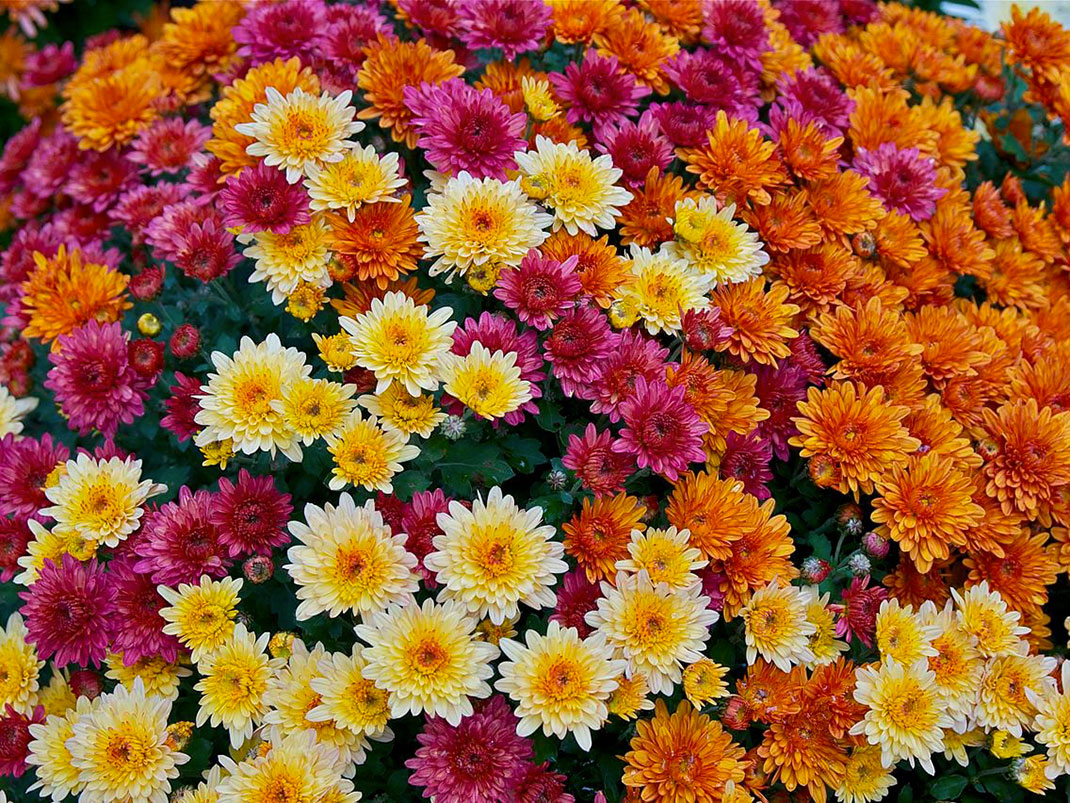 Chrysanthemum-Morifolium